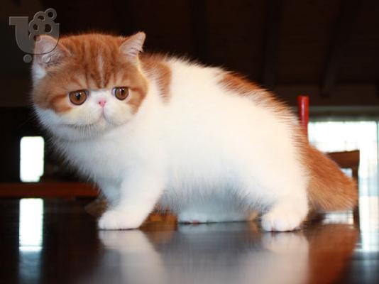 PoulaTo: Επικοινωνήστε μαζί μου μέσω Viber: ( +63-945-413-6749 ) Exotic Shorthair kittens
